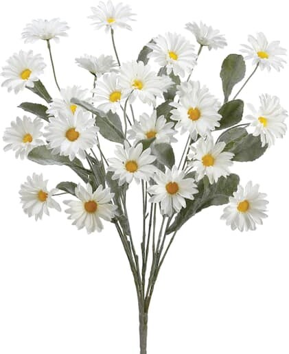 Allstate Cream Daisy Bush