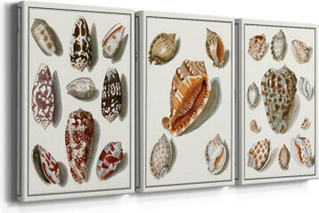 Rosecliff Heights Collected Shells VI -Custom Wrapped Gallery Canvas - 3 Pieces