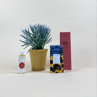 Catkin & Pussywillow Good Vibes Valentines Gift Combination M Add £30 Voucher / 4 Candles