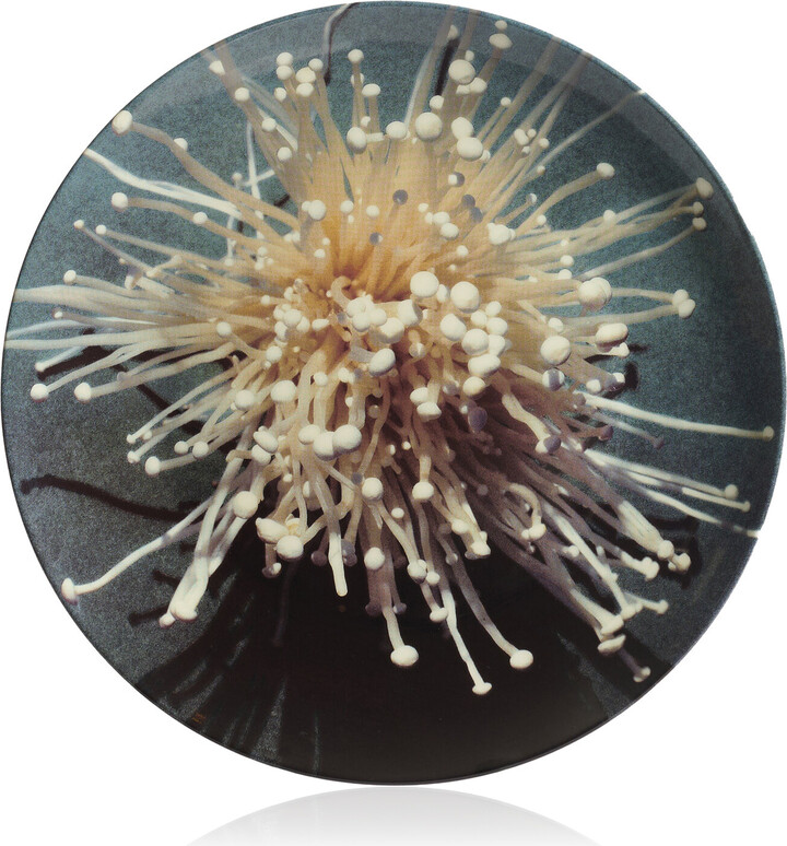 Beyond the World Oki-Enoki Mushroom Dinner Plate