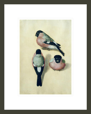 1000Museums Three studies of a bullfinch (w/c & gouache on paper) by Albrecht Dürer -Framed Giclee Print