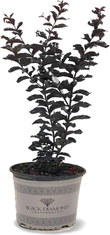 Black Diamond Blooms 12-18 in. tall Crimson Red Crape Myrtle Live Tree in 1-Gallon Grower Pot
