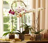 Thumbnail for your product : Pottery Barn Live Phalaenopsis Orchid In Glass Vase