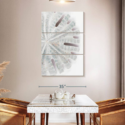 Ebern Designs Brampt Florida Sand Dollar I