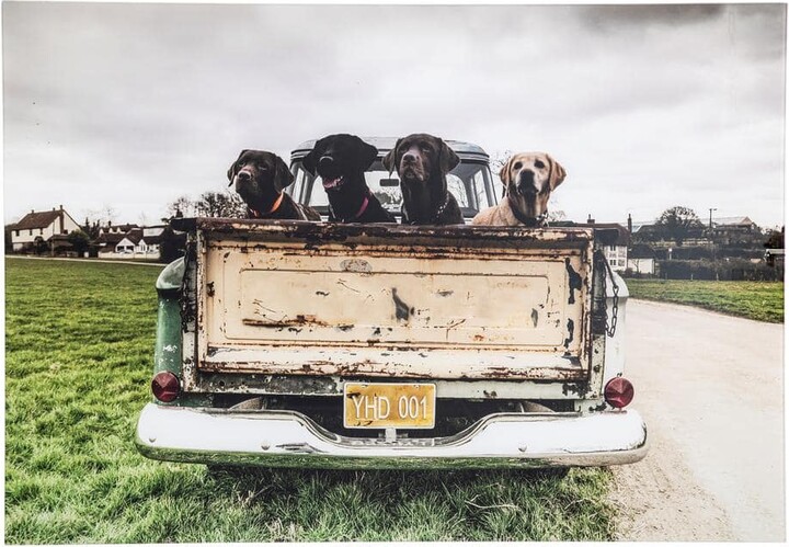 Yosemite Home Decor 47 in. x 32 in. "Old Friends" Tempered Glass Wall Art