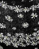 Thumbnail for your product : Oasis Daisy Print Scarf