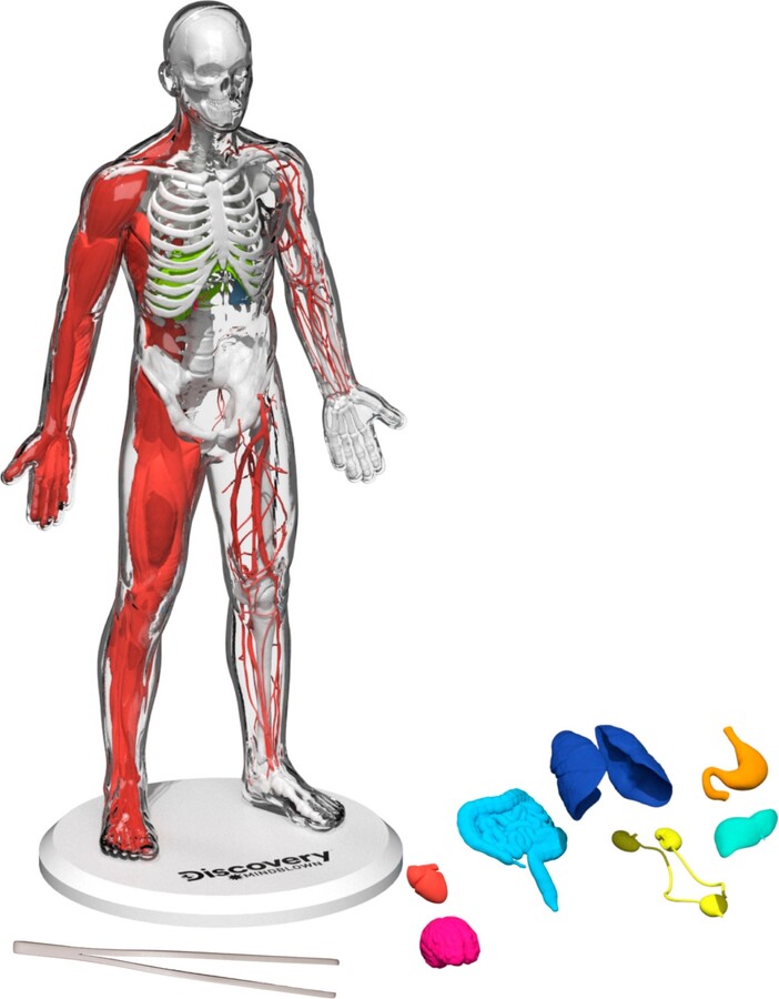 Closeout! Discovery #Mindblown 3D Human Anatomy 28-Piece Biology Model