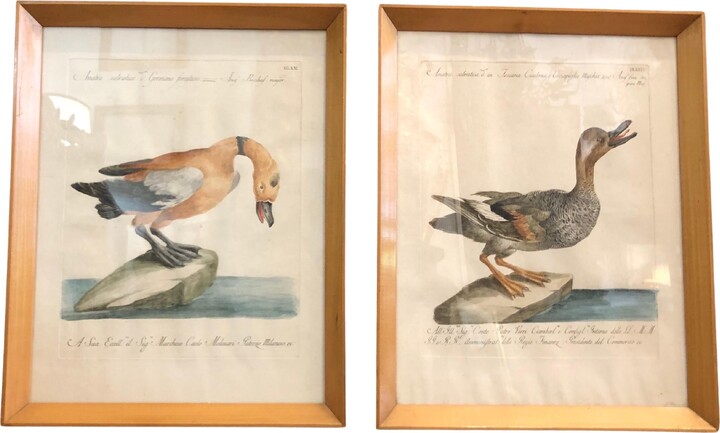 Pair Of Engravings With Hand-colored Ducks By Saverio Manetti 18th Century