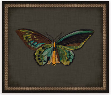 Melissa Van Hise Butterflies on Black VI Framed Graphic Art