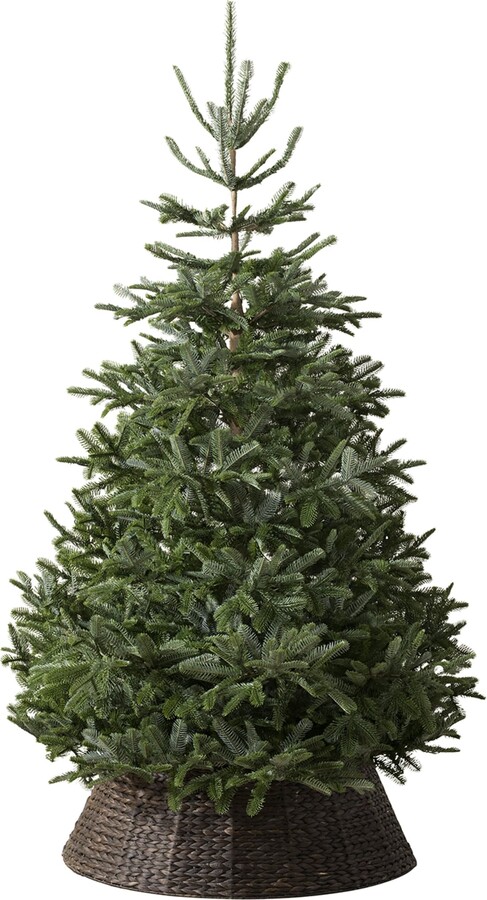 Balsam Hill Bh Nordmann Fir Green Tree