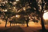 Thumbnail for your product : Graham & Brown Morning walk wall art