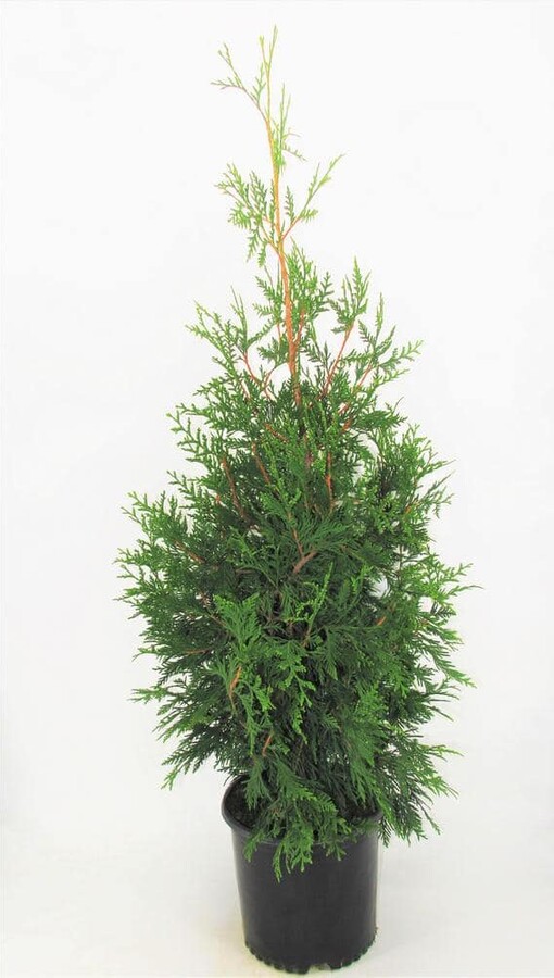 BELL NURSERY 3 Gal. Green Giant Arborvitae (Thuja) Live Evergreen Shrub