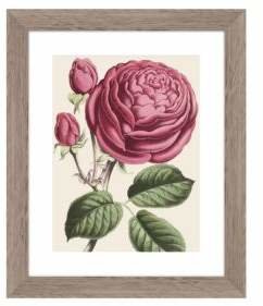 PTM Images Vintage Roses Wall Art