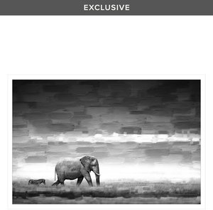 Parvez Taj Elephant by Mirror)