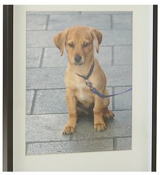 Crate & Barrel Benson 8x10 Picture Frame