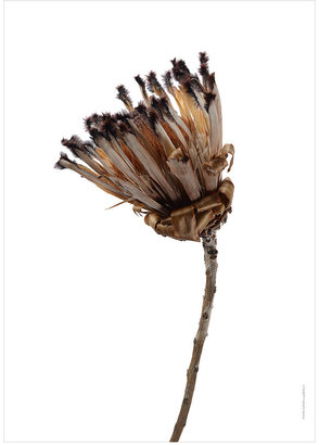 Liljebergs - Protea Neriifolia Print