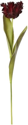Linea Burgundy parrot tulip single stem