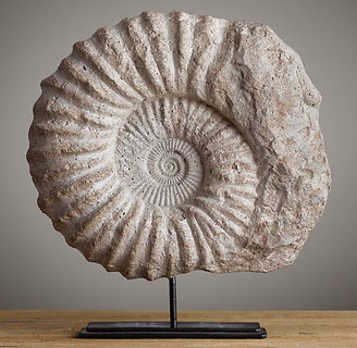 Fossil Cast Ammonite Large