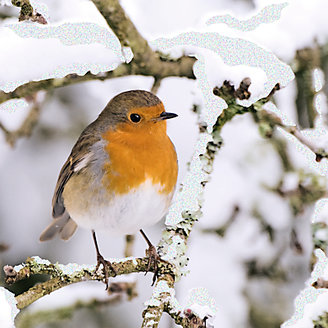Special Editions Robin on Snowy Brand Charity Christmas Cards, Pack of 8