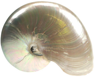 Pearlised Half-Cut Nautilus Shell