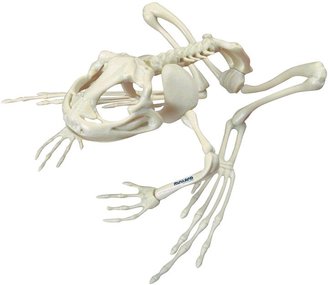 Miniland Frog Skeleton