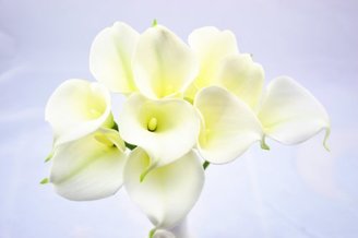1 X High Quality Artificial Mini Calla Lily, 13", White Color, PU Material Buds , Bundle of Ten, No Vase
