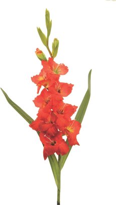 Linea Red gladiolus single stem