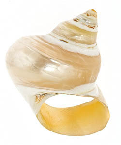 Mali Sabatasso Opalescent Shell Ring