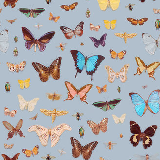 Ella Doran Bugs & Butterflies Wallpaper