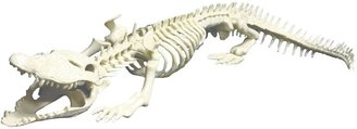 Miniland Crocodile Skeleton