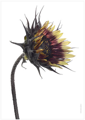 Liljebergs - Sunflower Bursting Print