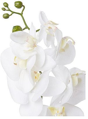 Linea Cream phalaenopsis orchid single stem