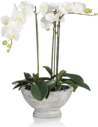 Marks and Spencer Large Orchid in Ceramic Jar