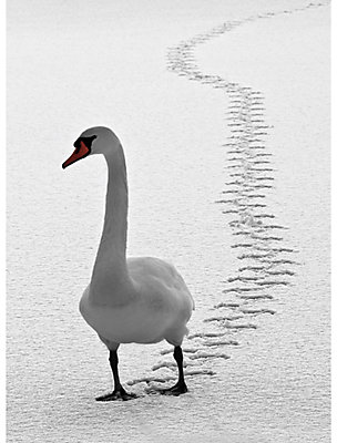 CCA Personalised Swan Tracks Charity Christmas Cards