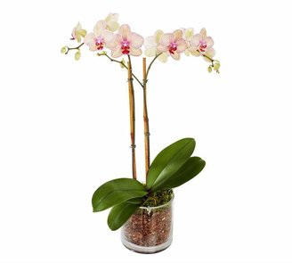 Pottery Barn Live Phalaenopsis Orchid In Glass Vase