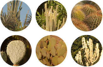 Ella Doran Cactus Coasters - Set of 6