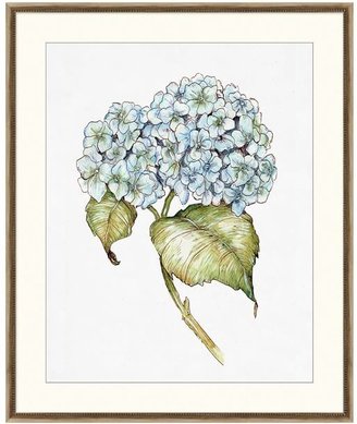 Pottery Barn Hydrangea Botanical Framed Print