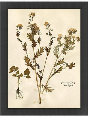 Bloomingdale's Wendover Art Group Pressed Botanical Artwork