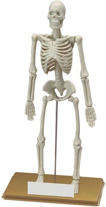 Miniland Human Skeleton