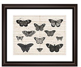 PTM Images Butterfly Study Wall Art