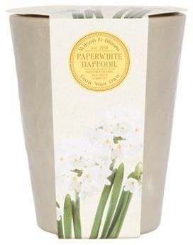 Paperwhite Taylor Bulbs Large daffodil flower pot